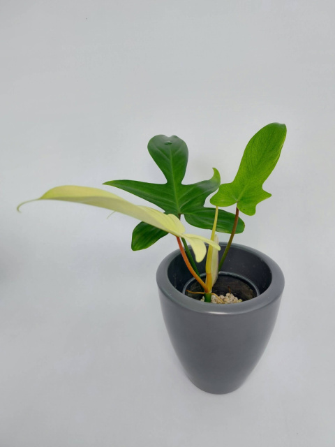 Philodendron Florida Ghost | 15-20cm