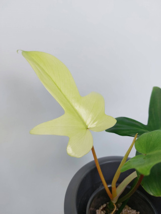 Philodendron Florida Ghost | 15-20cm