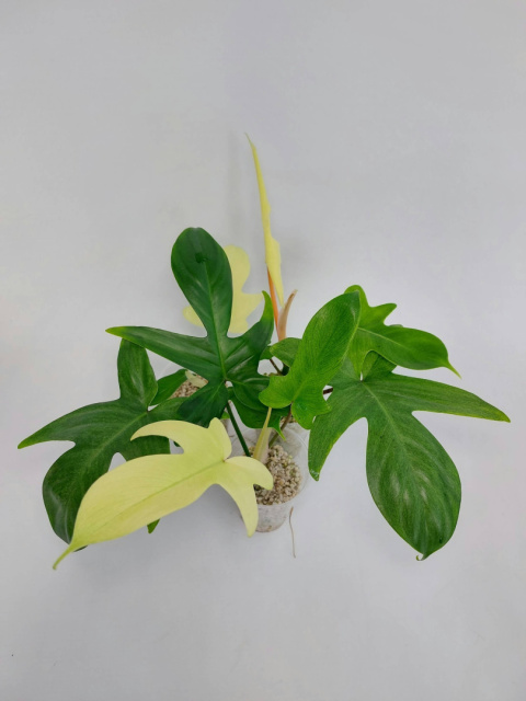 Philodendron Florida Ghost | 15-20cm