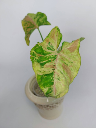 Syngonium Confetti Tricolor | Sadzonka 1 - 20cm