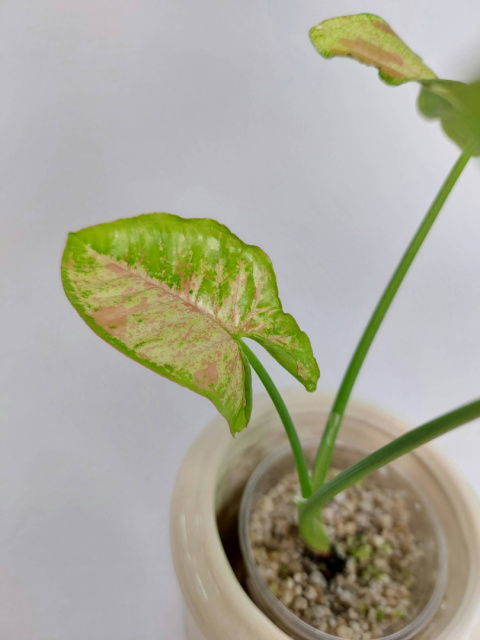 Syngonium Confetti Tricolor | Sadzonka 1 | 20cm