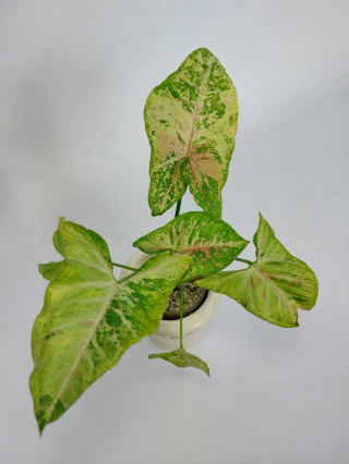 Syngonium Confetti Tricolor | Sadzonka 2 | 25cm