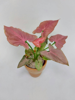 Syngonium Pink Perfection (Pink Dream) | 25-30cm