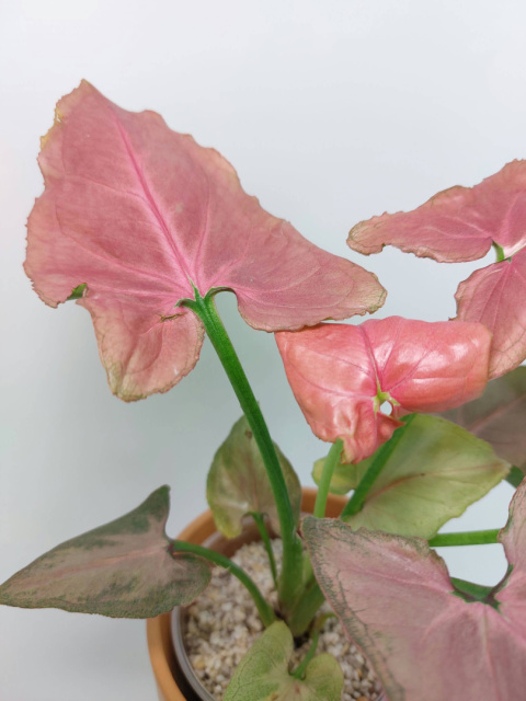 Syngonium Pink Perfection (Pink Dream) | 25-30cm