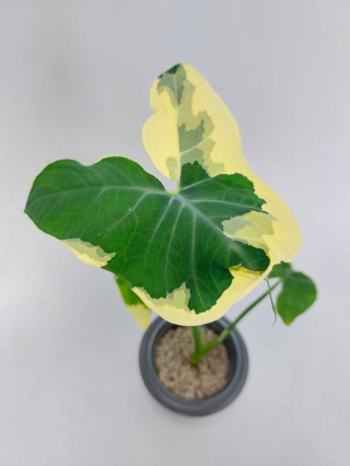 Xanthosoma Sagittifolium Mickey Mouse | 35-40cm