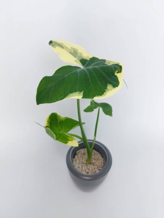 Xanthosoma Sagittifolium Mickey Mouse | 35-40cm