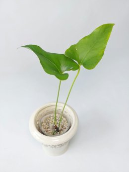Anthurium Brownii | 25-30cm