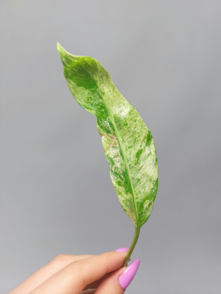 Epipremnum Giganteum Variegata | Pędówka 1