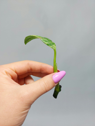 Epipremnum Giganteum Variegata | Pędówka 2