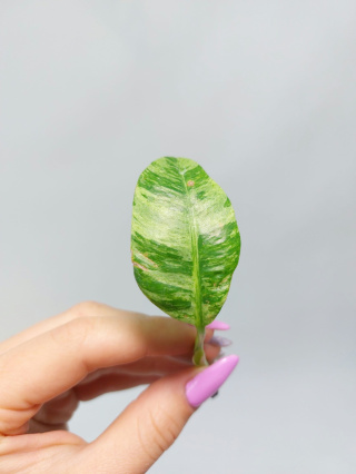 Epipremnum Giganteum Variegata | Pędówka 2