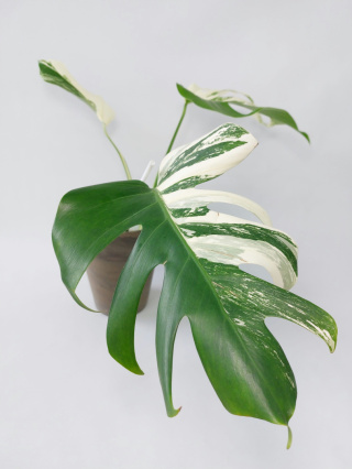 Monstera Albo Variegata | Sadzonka 1 | 40cm