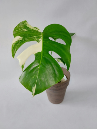 Monstera Albo Variegata | Sadzonka 2 | 45cm