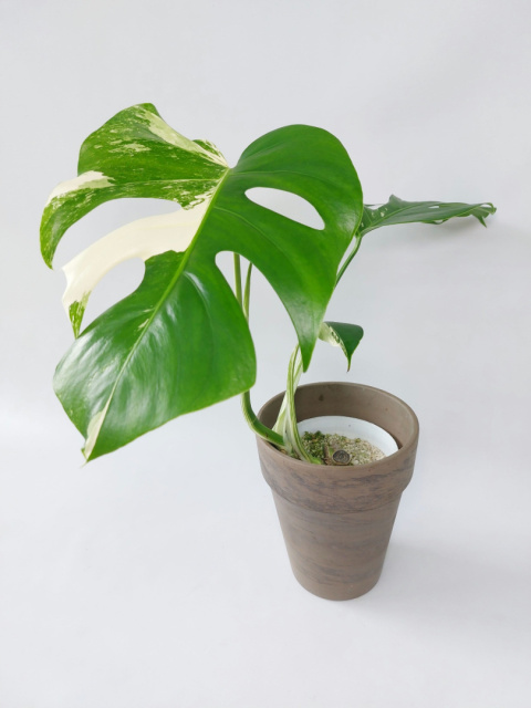 Monstera Albo Variegata | Sadzonka 2 | 45cm