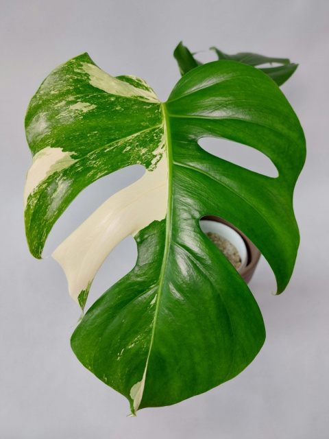 Monstera Albo Variegata | Sadzonka 2 | 45cm