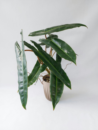 Philodendron Billietiae | 50-60cm