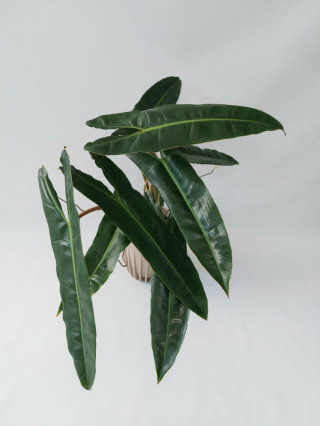 Philodendron Billietiae | 50-60cm