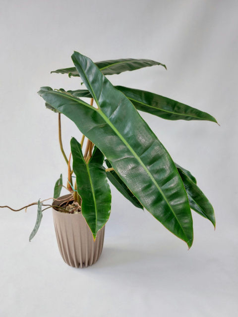 Philodendron Billietiae | 50-60cm