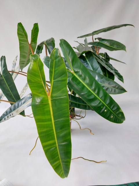 Philodendron Billietiae | 50-60cm