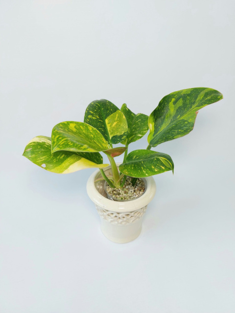 Philodendron Green Congo Hybrid Variegata | Sadzonka 2 - 25cm