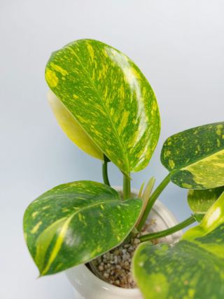 Philodendron Green Congo Hybrid Variegata | Sadzonka 2 | 25cm