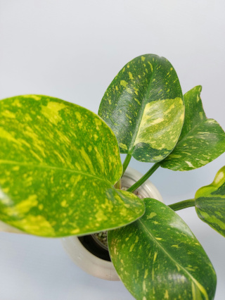 Philodendron Green Congo Hybrid Variegata | Sadzonka 2 | 25cm