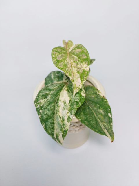 Piper Ornatum Variegata | Sadzonka 3 - 20cm