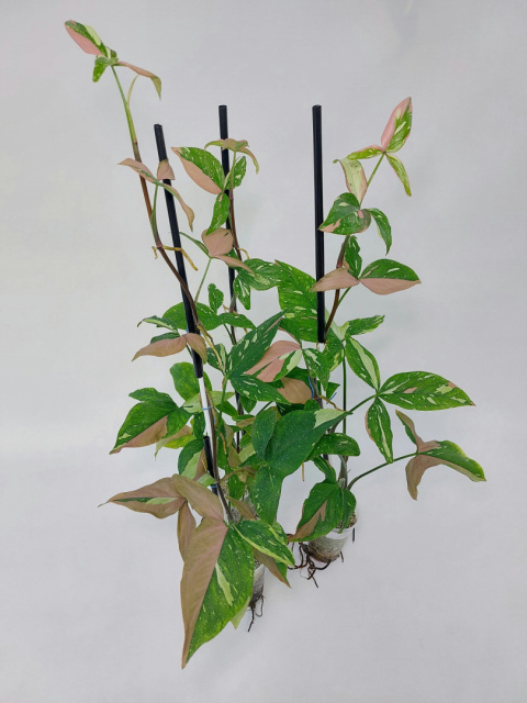 Syngonium Red Spot Tricolor | 60-70cm