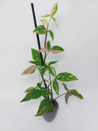 Syngonium Red Spot Tricolor | 60-70cm