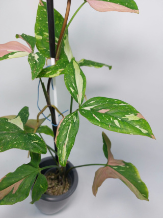 Syngonium Red Spot Tricolor | 60-70cm