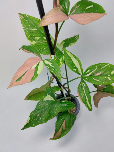 Syngonium Red Spot Tricolor | 60-70cm