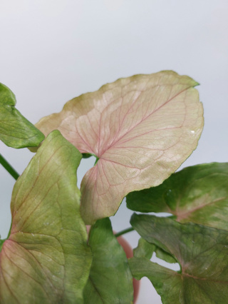 Syngonium Red Yami | Sadzonka 4 | 45cm