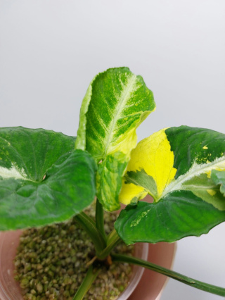 Syngonium Scrambled Eggs | Sadzonka 5 - 30cm