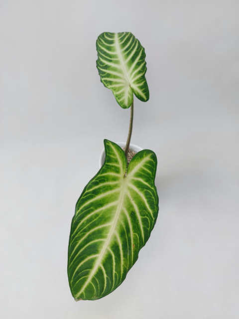 Xanthosoma Lindenii | 30-35cm
