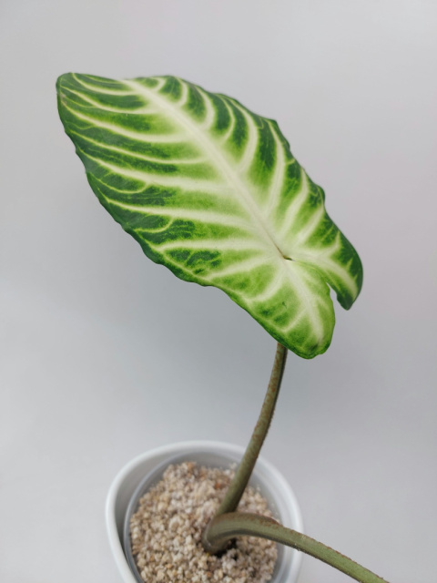 Xanthosoma Lindenii | 30-35cm