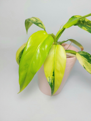 Philodendron Domesticum Variegata | Sadzonka 6 - 25cm