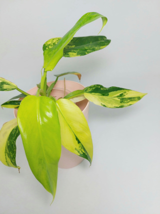 Philodendron Domesticum Variegata | Sadzonka 6 - 25cm