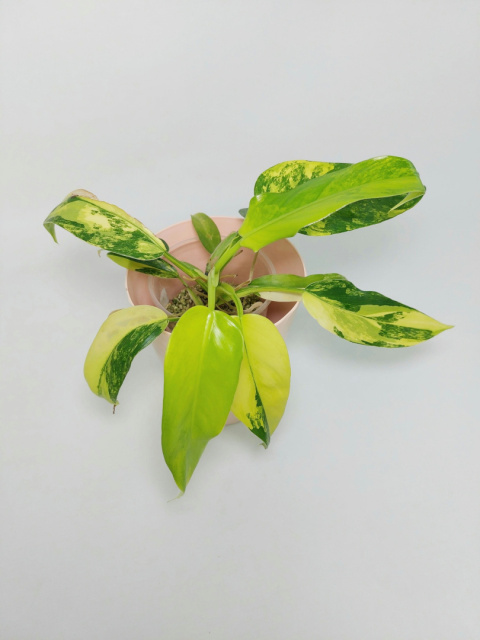 Philodendron Domesticum Variegata | Sadzonka 6 - 25cm