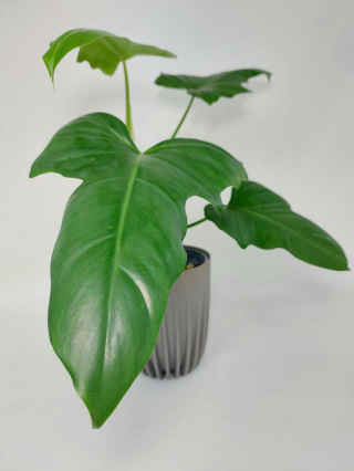 Philodendron Green Dragon | Sadzonka 1 - 40cm