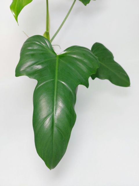 Philodendron Green Dragon | Sadzonka 1 - 40cm