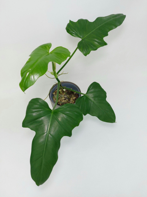 Philodendron Green Dragon | Sadzonka 1 - 40cm