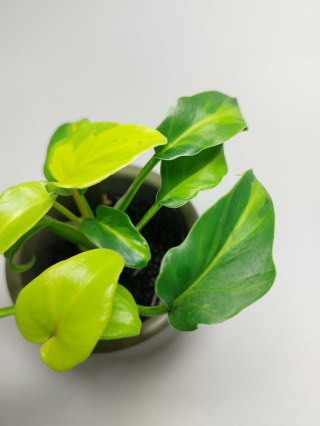 Philodendron Xanadu Dwarf Variegata | Sadzonka 1 - 10cm