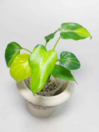 Philodendron Xanadu Dwarf Variegata | Sadzonka 2 | 20cm