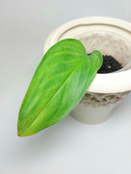 Scindapsus Mint Variegata | Sadzonka 1 - 10cm