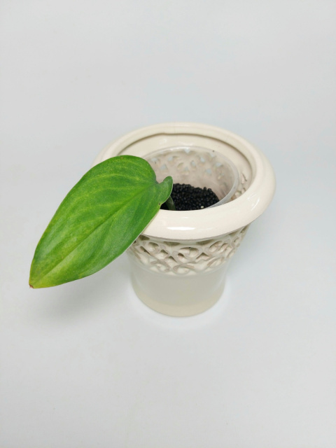 Scindapsus Mint Variegata | Sadzonka 1 - 10cm