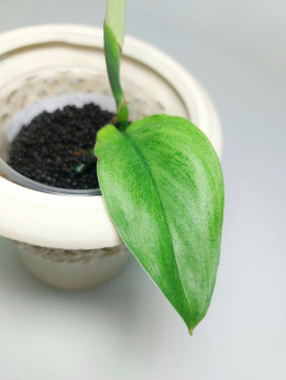 Scindapsus Mint Variegata | Sadzonka 2 - 15cm
