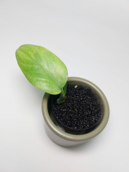 Scindapsus Mint Variegata | Sadzonka 3 - 10cm
