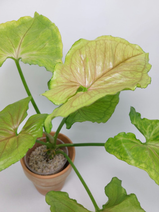 Syngonium Dang Tong Rasamee | Sadzonka 2 - 40cm