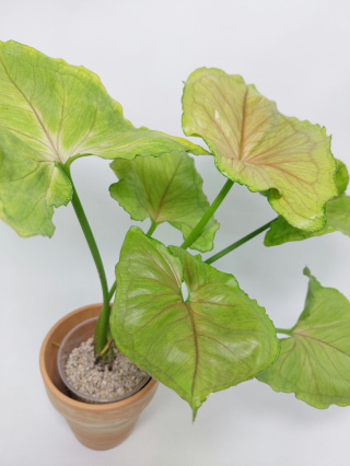 Syngonium Dang Tong Rasamee | Sadzonka 2 - 40cm