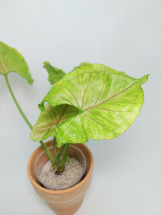 Syngonium Dang Tong Rasamee | Sadzonka 3 - 30cm