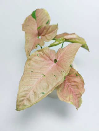 Syngonium Pink Pastel | Sadzonka 1 - 25cm